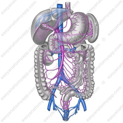 Pancreatic veins (vv. pancreaticae)